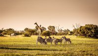 Butterpot Wildlife Control Experts